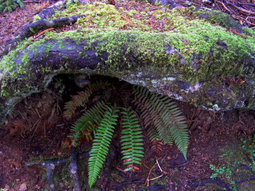 34162 (a): :1024x768